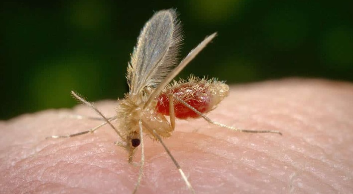 Tocantins alerta para os cuidados contra a Leishmaniose