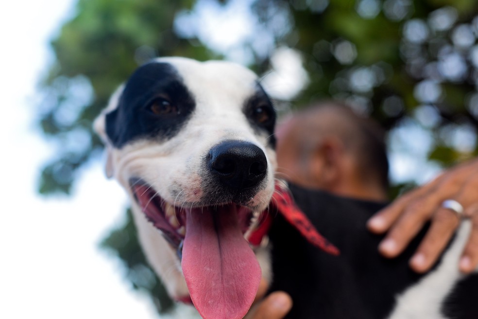 Campanha contra a raiva vai imunizar cães e gatos a partir deste sábado (20) na capital