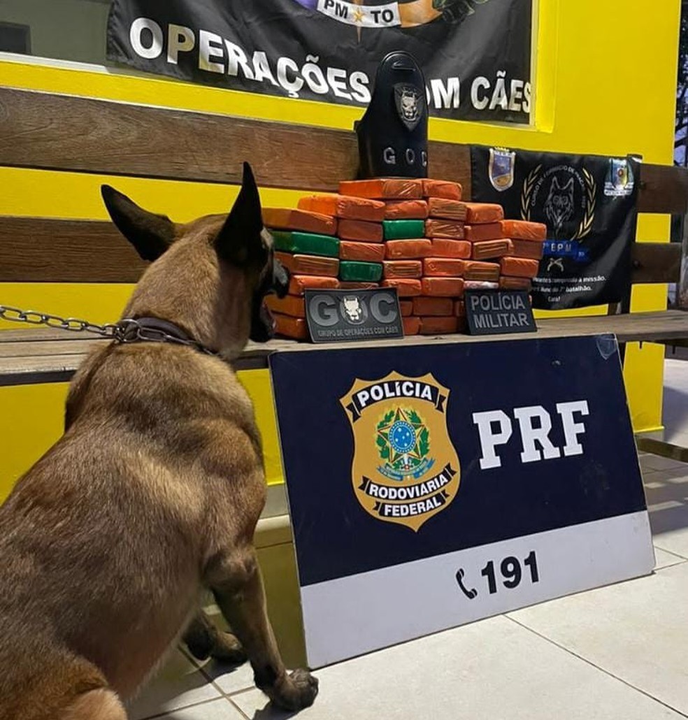 Passageira é presa por tráfico após cão farejador encontrar mais de 40 tabletes de maconha em ônibus