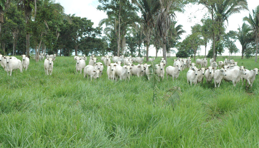 Programa ABC aumenta mais de R$ 47 milhões em investimentos por meio de crédito rural na safra 2021/2022 no Tocantins