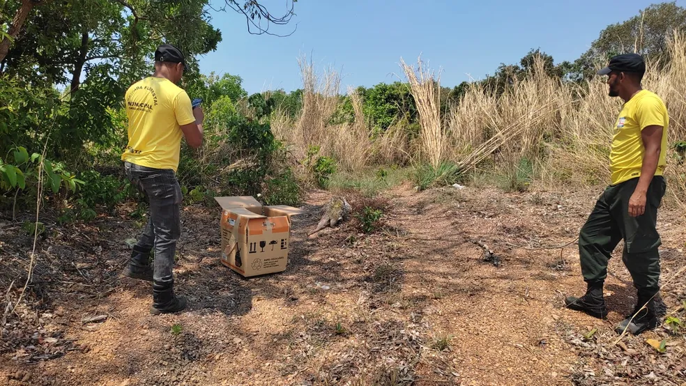 Porco-espinho é resgatado após aparecer em calçada de casa no sul do estado