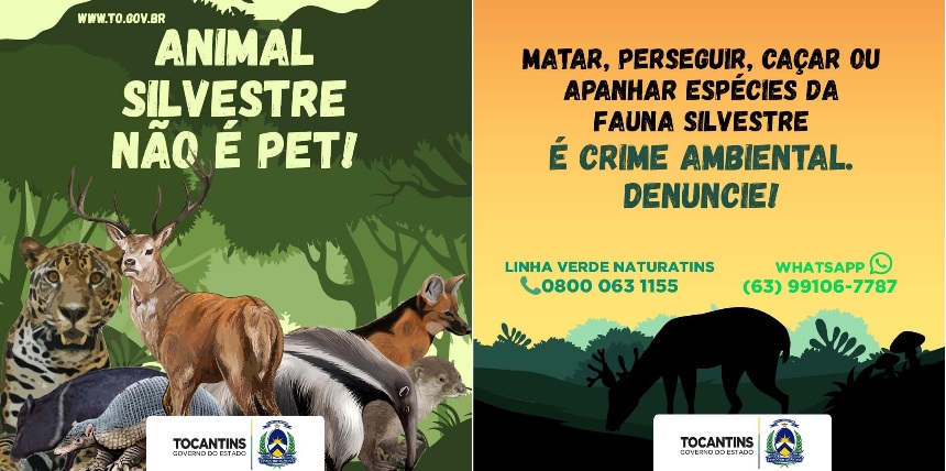 Governo lança campanha “Animal silvestre não é Pet”