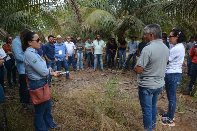 Seminário da Cultura de Coco propõem desenvolver e fortalecer produção da fruta no Estado