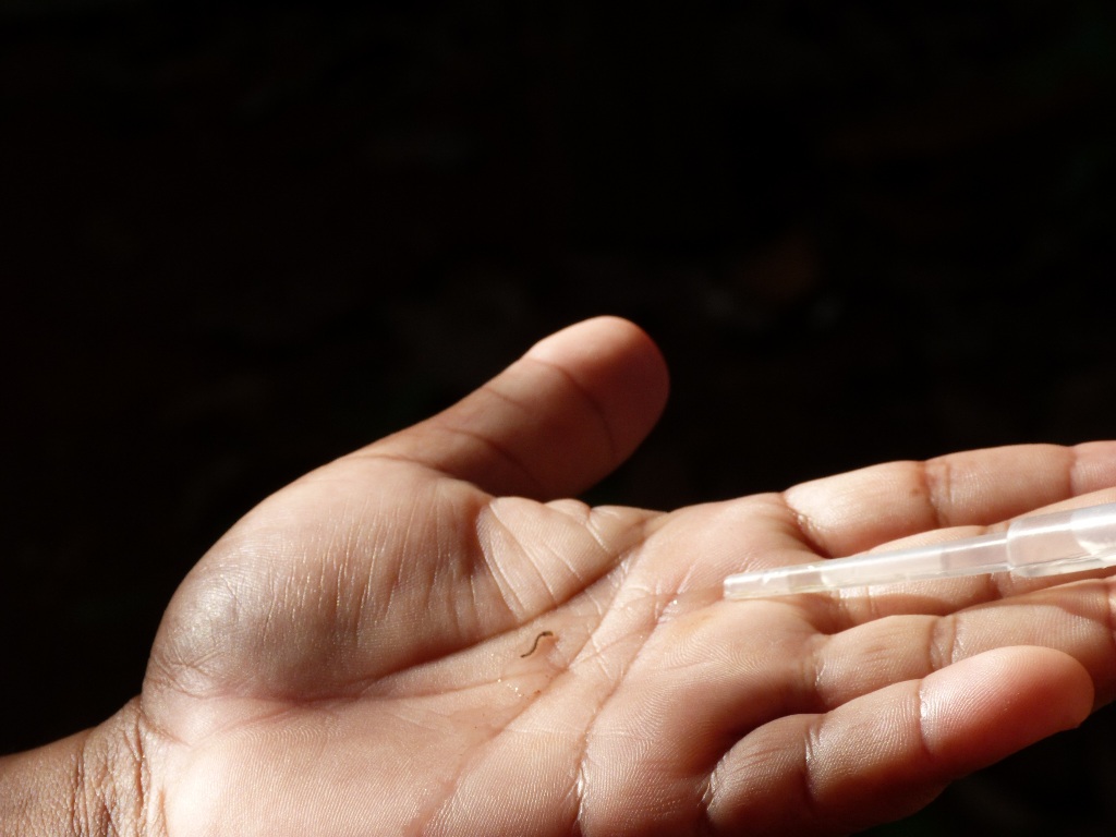 Saúde promove curso de Atualização em Vigilância, Diagnóstico e Manejo Clínico em Chikungunya