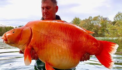 Pescador captura peixe dourado de 30 quilos