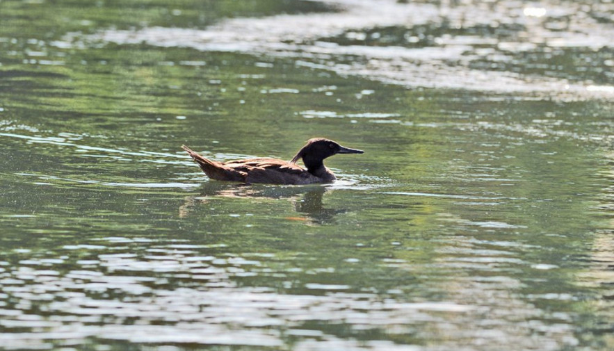 Naturatins participa de oficina de revisão do Plano de Ação Nacional do pato-mergulhão