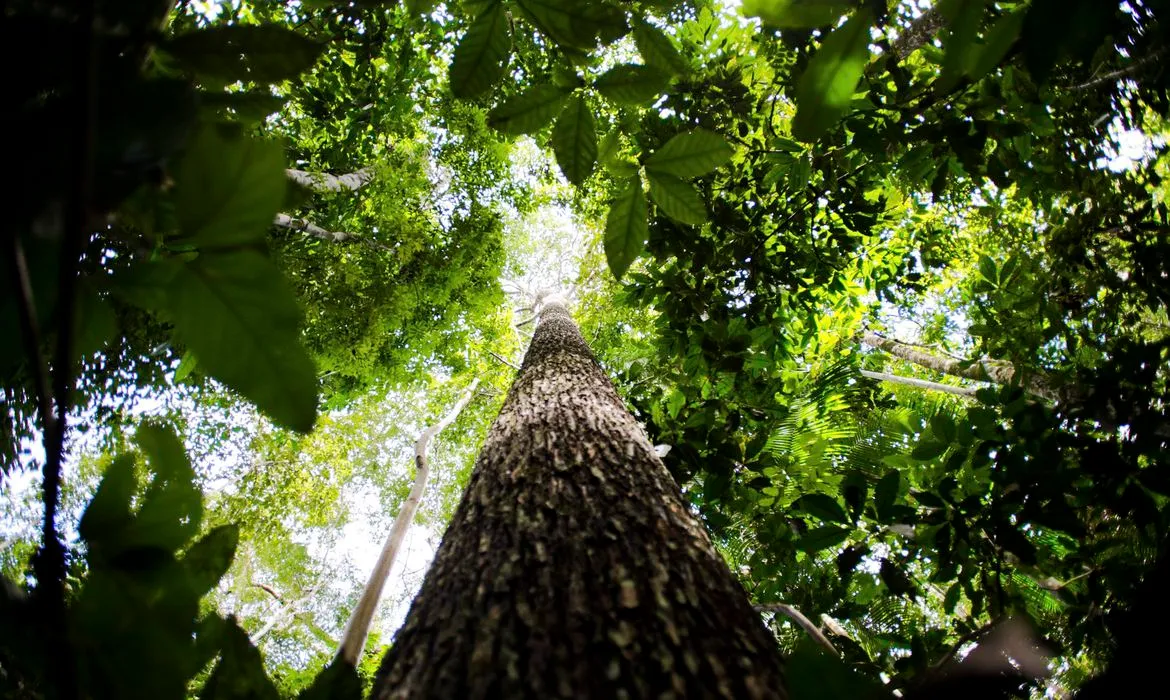 Amazônia Legal: desmatamento cai 61% em janeiro