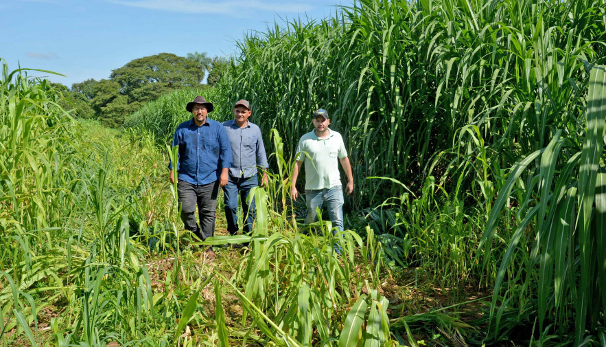 Com assistência técnica do Ruraltins, produtor reforma pastagem e estima colher 850 toneladas de silagem