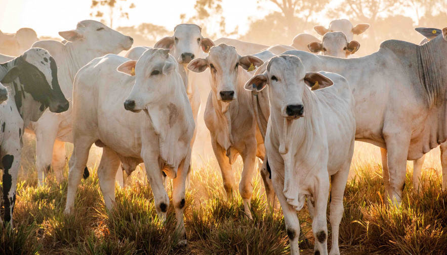 Adapec reforça que regras de trânsito animal não sofreram alterações com a suspensão da vacinação antiaftosa