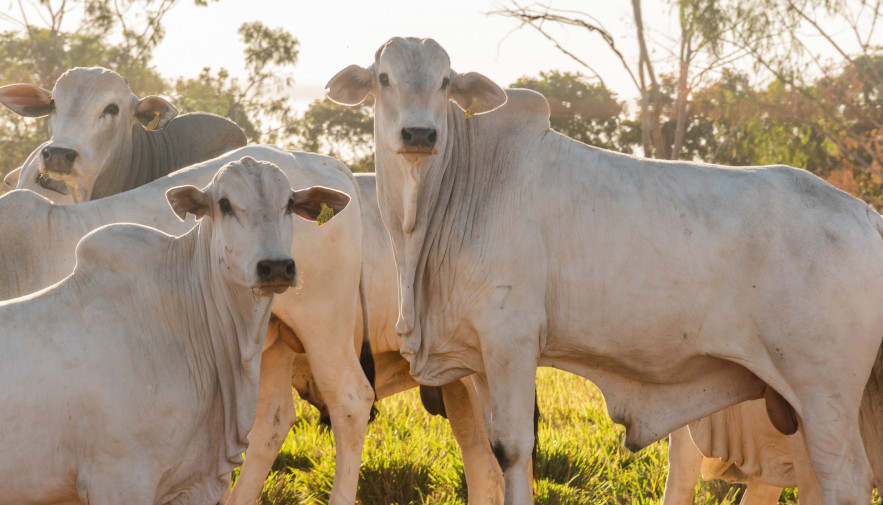 Governo do Tocantins recebe auditoria da missão do México com vistas à exportação de carnes bovinas