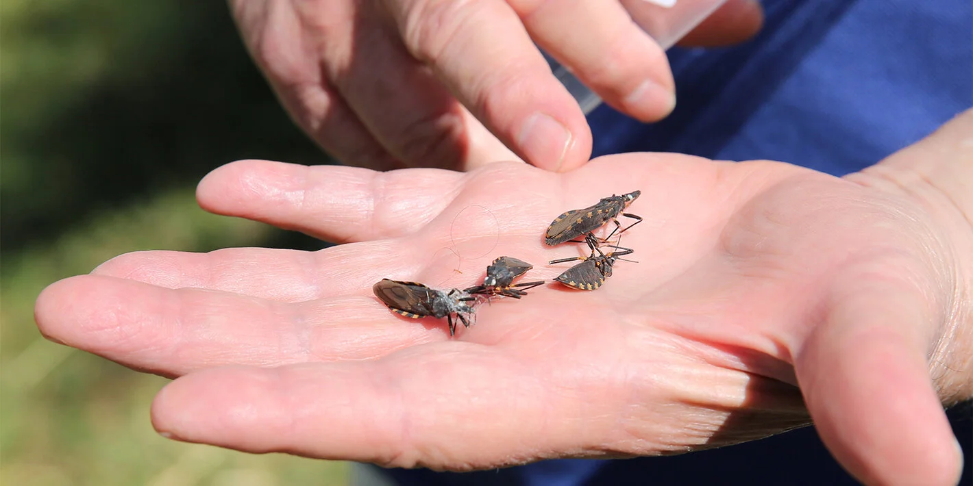 No Dia Mundial da Doença de Chagas, Saúde alerta para adoção de medidas de controle e prevenção